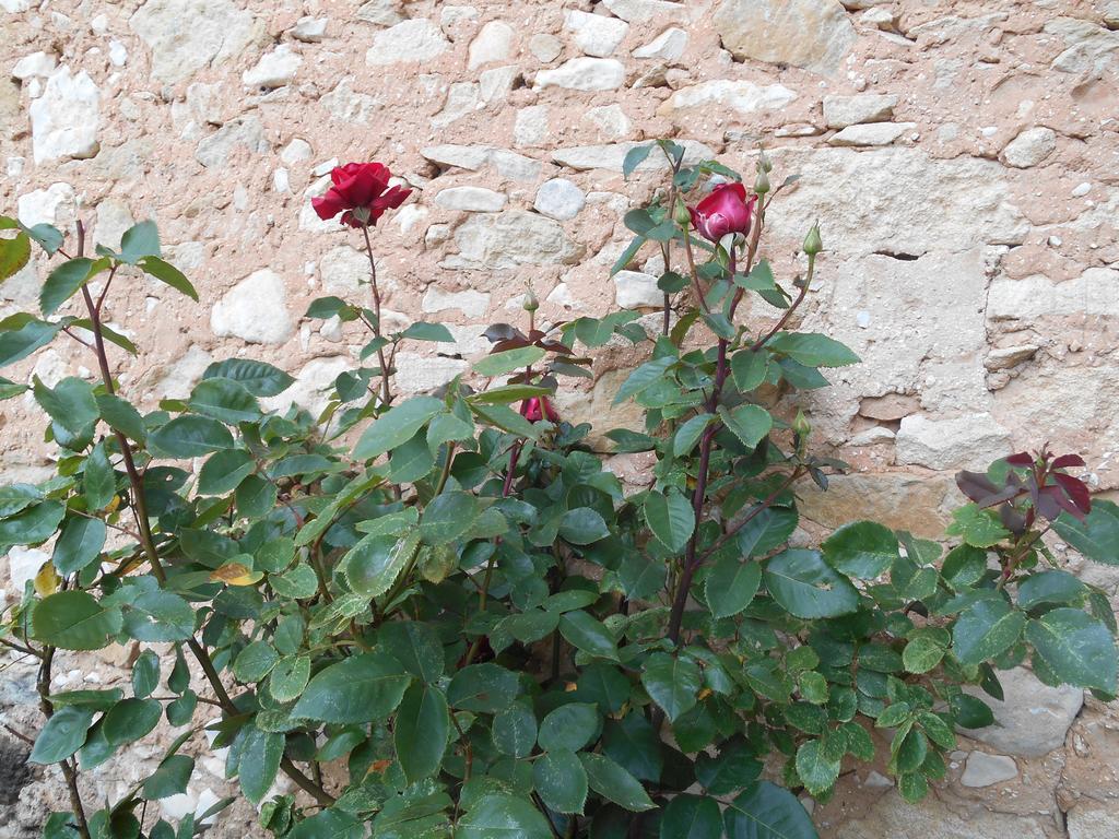 Le Mas Des Baux Bedoin Ngoại thất bức ảnh